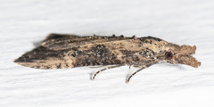 Hypena humuli