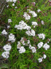 Aristeguietia salvia