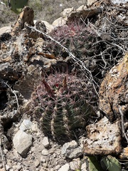 Hamatocactus hamatacanthus hamatacanthus