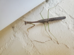 Stagmomantis