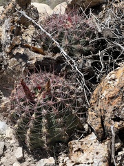 Hamatocactus hamatacanthus hamatacanthus