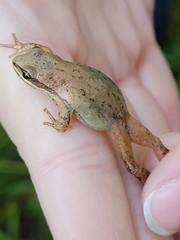 Pseudacris triseriata