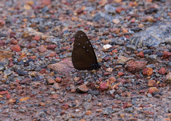 Euploea mulciber