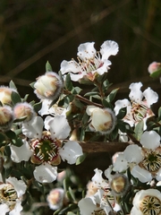 Leptospermum lanigerum