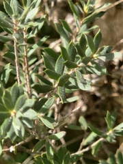 Leptospermum lanigerum