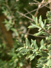 Leptospermum lanigerum