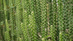 Euphorbia neriifolia