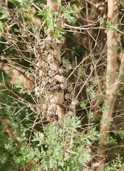 Leptospermum lanigerum