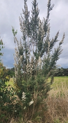 Leptospermum lanigerum