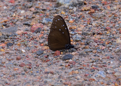 Euploea mulciber