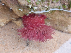 Actinia