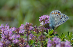 Polyommatus thersites