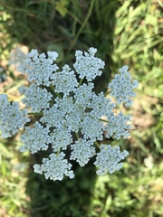 Daucus carota