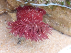 Actinia