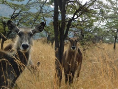 Kobus ellipsiprymnus defassa