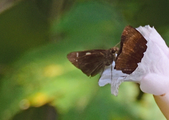 Notocrypta curvifascia