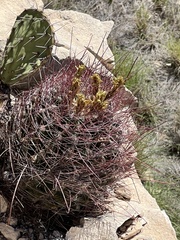 Hamatocactus hamatacanthus hamatacanthus