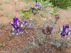 Astragalus amatus