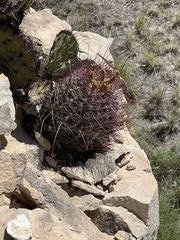 Hamatocactus hamatacanthus hamatacanthus