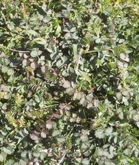 Sanguisorba minor minor