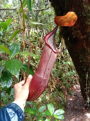 Nepenthes sanguinea