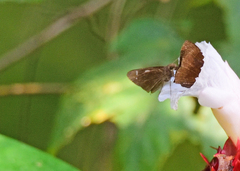Notocrypta curvifascia