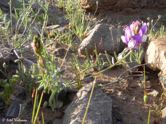 Astragalus amatus