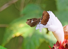 Notocrypta curvifascia