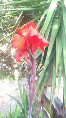 Canna × generalis