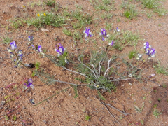 Astragalus amatus