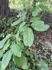 Amelanchier arborea
