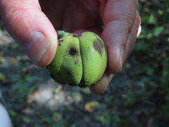 Carya ovata
