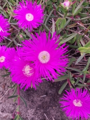 Carpobrotus deliciosus