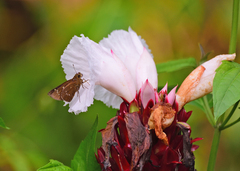 Notocrypta curvifascia
