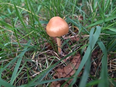 Marasmius oreades