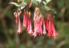 Fuchsia