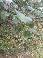 Pyrus calleryana