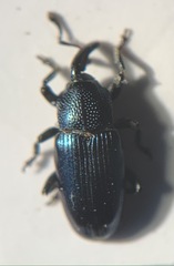Aulacobaris