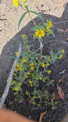 Bidens cernua