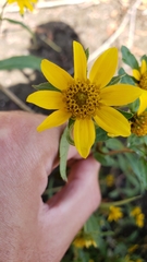 Bidens cernua