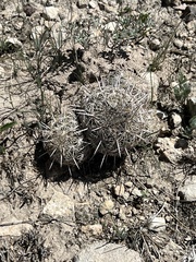 Coryphantha echinus