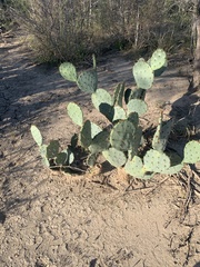 Opuntia orbiculata