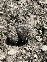 Coryphantha echinus