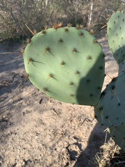 Opuntia orbiculata