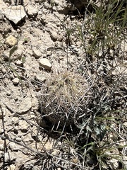 Coryphantha echinus