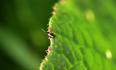 Phyllotreta striolata