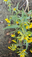 Bidens cernua