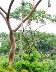 Psarocolius decumanus