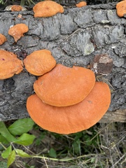 Trametes cinnabarina