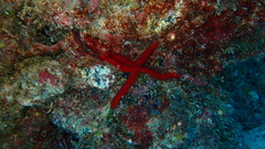 Ophidiaster ophidianus